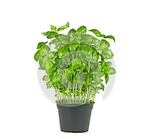 Fresh basil plant