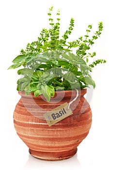 Fresh basil plant