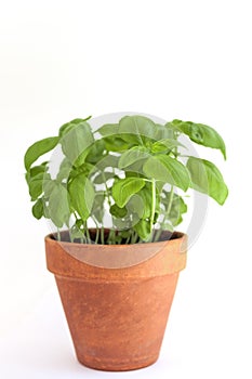 Fresh basil plant in a clay pot