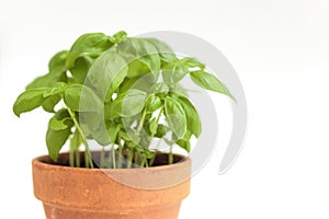 Fresh basil plant in a clay pot