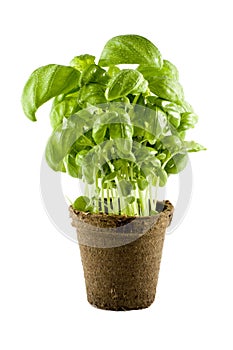 Fresh basil plant isolated on white