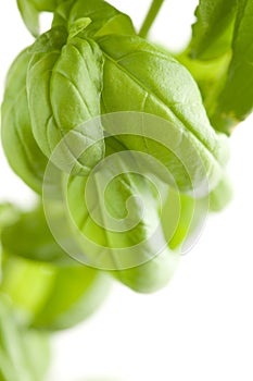 Fresh Basil Plant Leaves Abstract