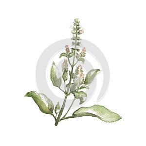 Fresh basil plant by watercolors on white background. Basil leaf and flower handdrawn illustration.