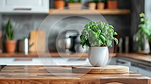 Fresh basil plant in a white pot on a wooden kitchen counter.