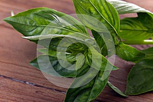 fresh basil plants