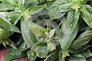 Fresh basil plants