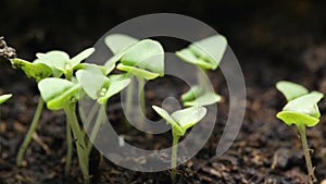 Fresh basil plants - closeup steadicam