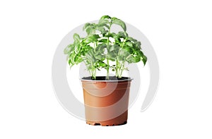 Fresh basil in a pot isolated on white