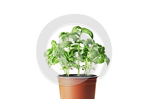 Fresh basil in a pot isolated on white