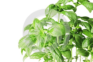 Fresh basil in a pot isolated on white