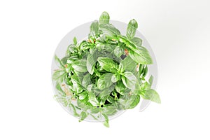 Fresh basil in a pot isolated on white