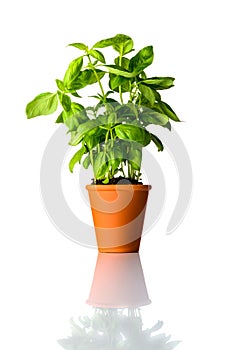Fresh Basil in Pot Isolated on White Background