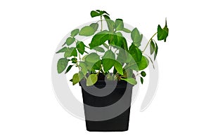 Fresh basil in pot isolated on white background. Fresh green young foliage of basil