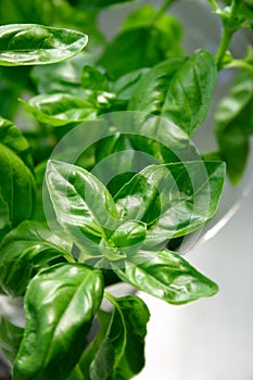 Fresh Basil Spice