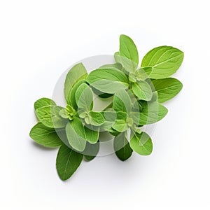 Fresh Basil Sprig Isolated On White Background - Top View