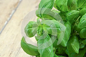 Fresh basil stalk