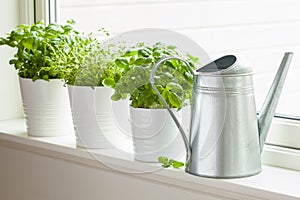 Fresh basil thyme herb in a pot