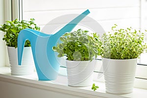 Fresh basil thyme herb in a pot on window watering can