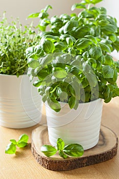 Fresh basil thyme herbs in pots