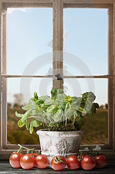 Fresh Basil with Tomatoes before an old broken Window