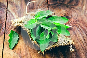 Fresh basil on a wooden background