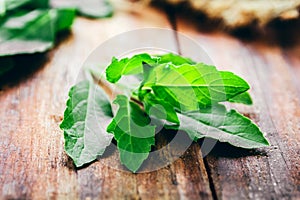 Fresh basil on a wooden background