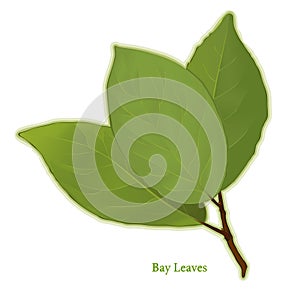 Fresh Bay Leaves Herb