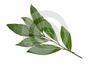 Fresh bay leaves isolated without shadow