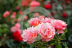 Fresh beautiful blooming bunch of pink orange rose on blurred red roses and green leaves garden background on sunshine day