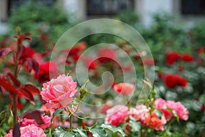 Fresh beautiful blooming pink orange rose on blurred red roses and green leaves garden background on sunshine day, selective focus