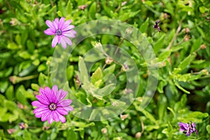 Fresh beautiful blooming purple Aster flower with bright blurred green leaves garden background on sunshine day, selective focus