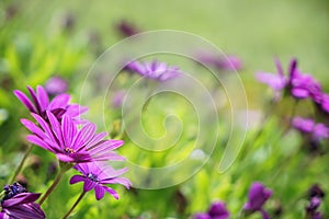 Fresh beautiful blooming purple Aster flower with soft light blurred green leaves garden field background on sunshine day