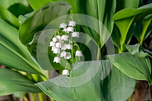 Fresh beautiful Convallaria majalis Lily of the valley in the garden bath in morning golden sunlight in natural springtime close u photo