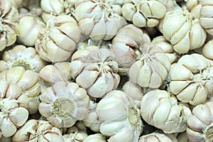 Fresh beautiful garlic photo