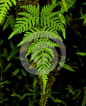 Fresh and beautiful green ostrich fern or fiddlehead fern leaf.