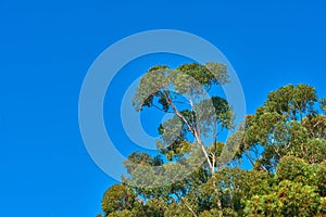 Fresh, beautiful and green trees growing on sunny day, against background of clear, blue sky. Lush leaves and on