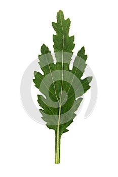 Fresh beautiful leaf of chrysanthemum plant isolated on white