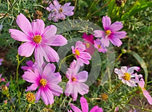 fresh beautiful mix purple and pink cosmos flower yellow pollen blooming in natural botany garden park