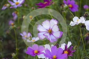 fresh beautiful mix white and pink cosmos flower yellow pollen blooming in natural botany garden park