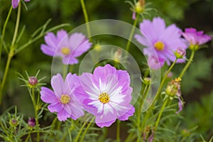 fresh beautiful mix white and pink cosmos flower yellow pollen blooming in natural botany garden park