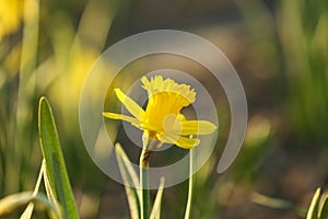 Fresh beautiful narcissus flower in fiel, selective focus with space for text