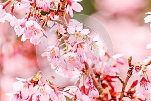 Fresh of Beautiful pink cherry blossom Sakura flower at shibazakura festival , Yamanashi, Kawaguchiko