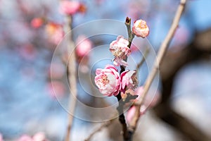 Fresh beautiful pink plum flower blossom