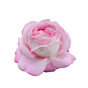 Fresh beautiful pink rose isolated on white background