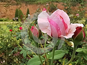 Fresh beautiful pink roses blossom in nature garden.