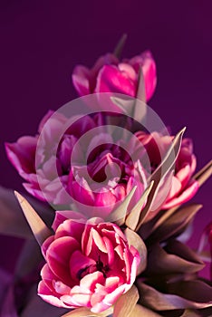 Fresh beautiful pink  tulips Bouquet on purple background. Easter card. Copy space