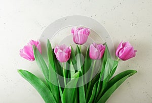 Fresh beautiful pink tulips with fringe on light background
