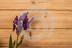 A fresh beautiful purple iris lies on a wooden textured background.