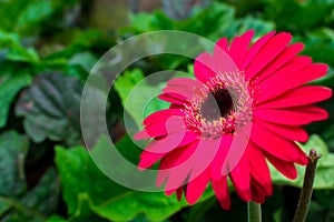 Fresh and Beautiful Red Daisy Isolated On Its Green Leaves Background. Native to tropical regions of South America, Africa and Asi