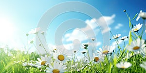 Fresh and beautiful summer background with flowers